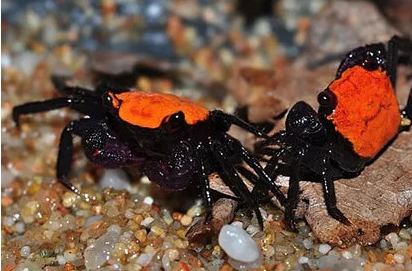 Orange Vampire Crab
