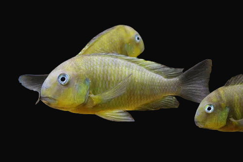 Namansi Fiery Fry Tropheus (Tropheus sp.)
