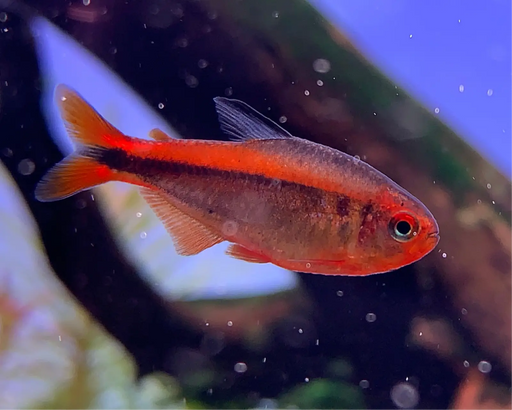 Fire ant tetra - 1 fish - livestock