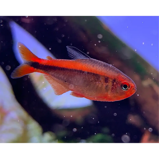 Fire ant tetra - 1 fish - livestock