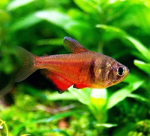 Flame tetra - livestock