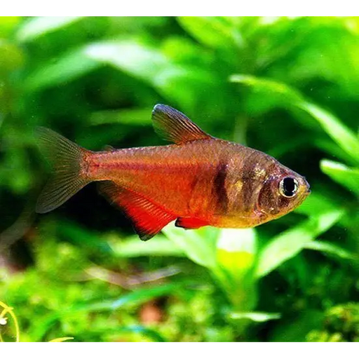 Flame tetra - livestock