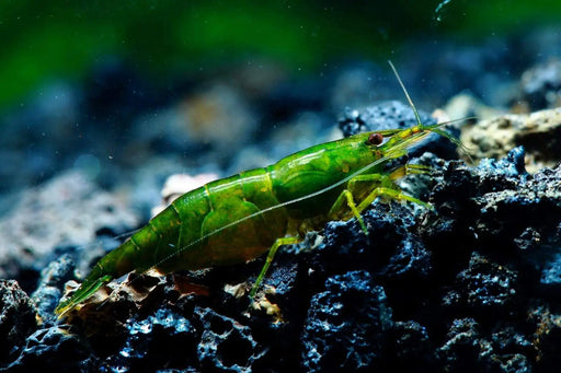 Flascent green shrimp - livestock