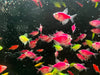 Fruit tetra - livestock