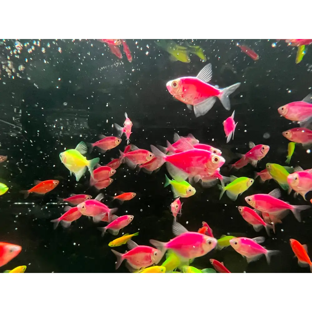 Colorful tetra fish hotsell