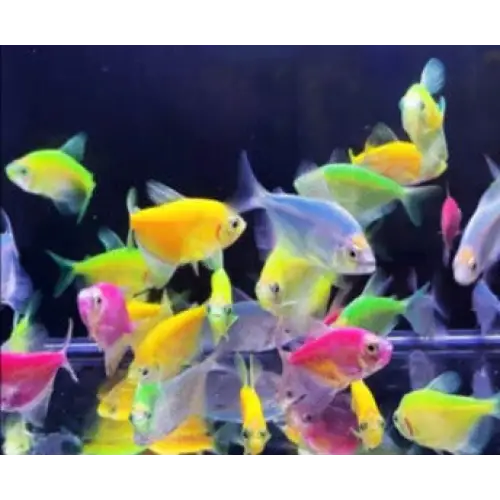 Fruit color tetra - livestock