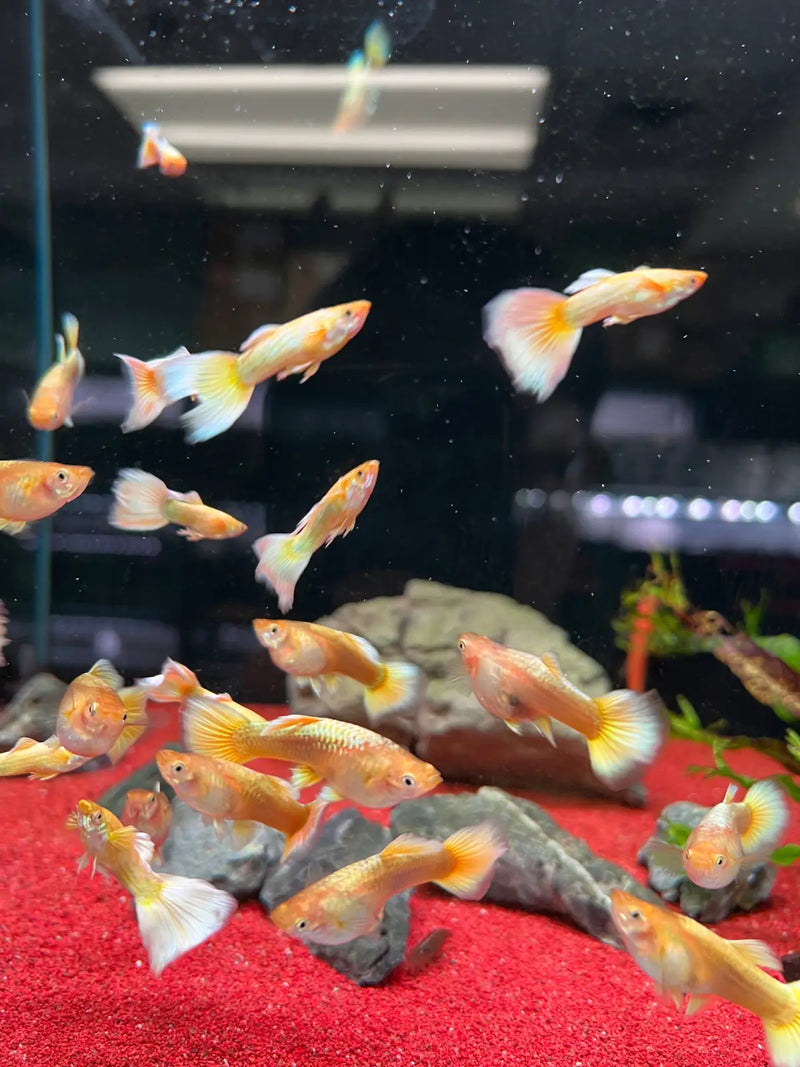Full Gold Guppy - Topick Aquarium Canada