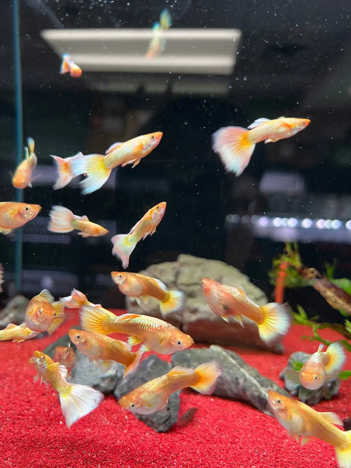 Full gold guppy - pair - livestock