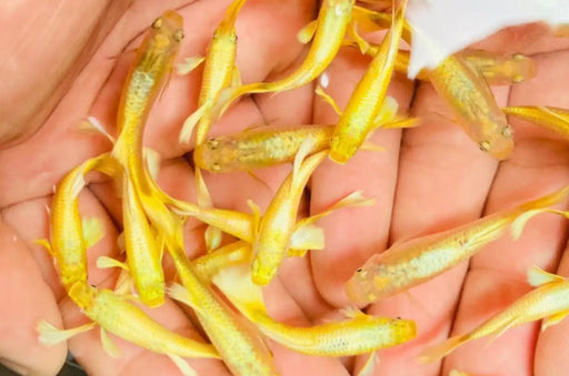 Full gold guppy - pair - livestock