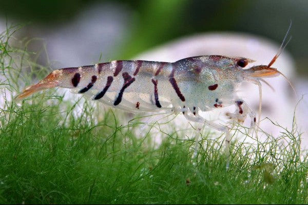 Black Tiger Shrimp