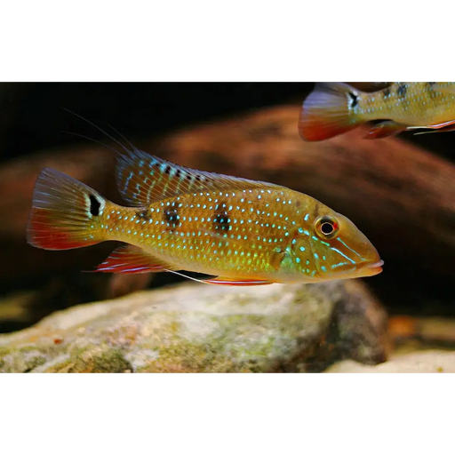 Geophagus daemon - single ~ 6cm - livestock