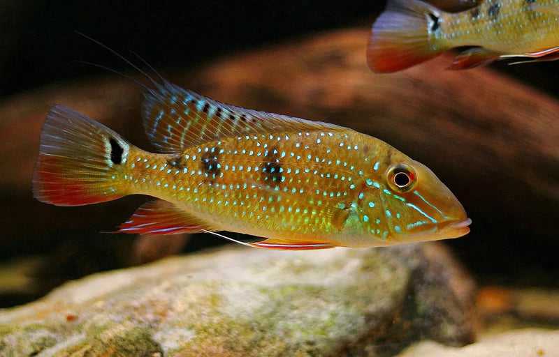 Daemon Eartheater - Topick Aquarium