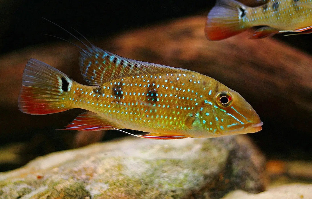 Geophagus daemon - single ~ 8cm - livestock