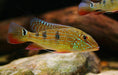 Geophagus daemon - single ~ 8cm - livestock
