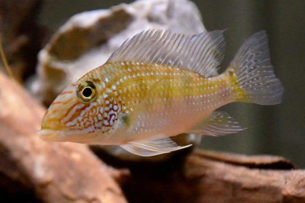 Geophagus jurupari - single ~ 7cm - livestock