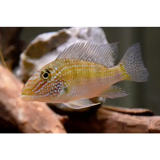 Geophagus jurupari - single ~ 7cm - livestock