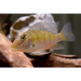 Geophagus jurupari - single ~ 7cm - livestock