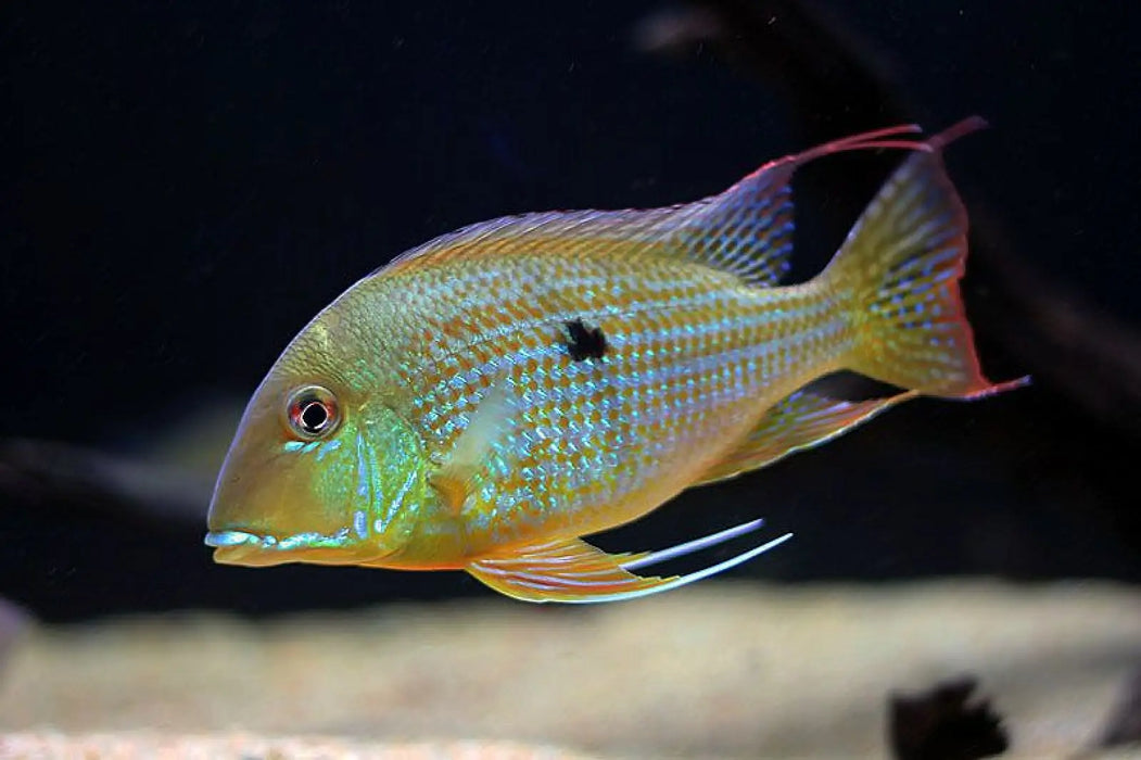 Geophagus surinamensis - livestock