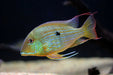 Geophagus surinamensis - livestock