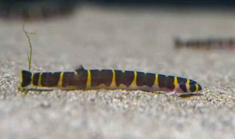 Giant kuhli loach