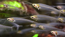 Glass catfish - livestock