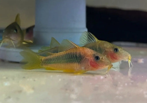 Gold-green cory - animals & pet supplies