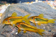 Gold laser cory (cw010) - single (~3cm) - livestock