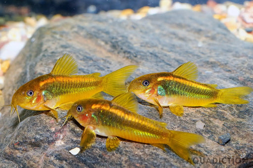 Gold laser cory (cw010) - single (~3cm) - livestock