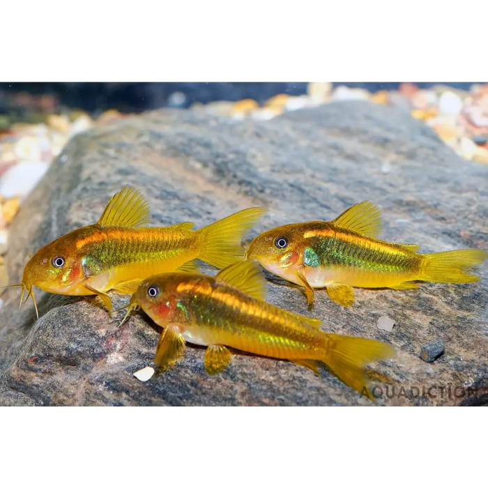 Gold laser cory (cw010) - single (~3cm) - livestock