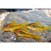 Gold laser cory (cw010) - single (~3cm) - livestock