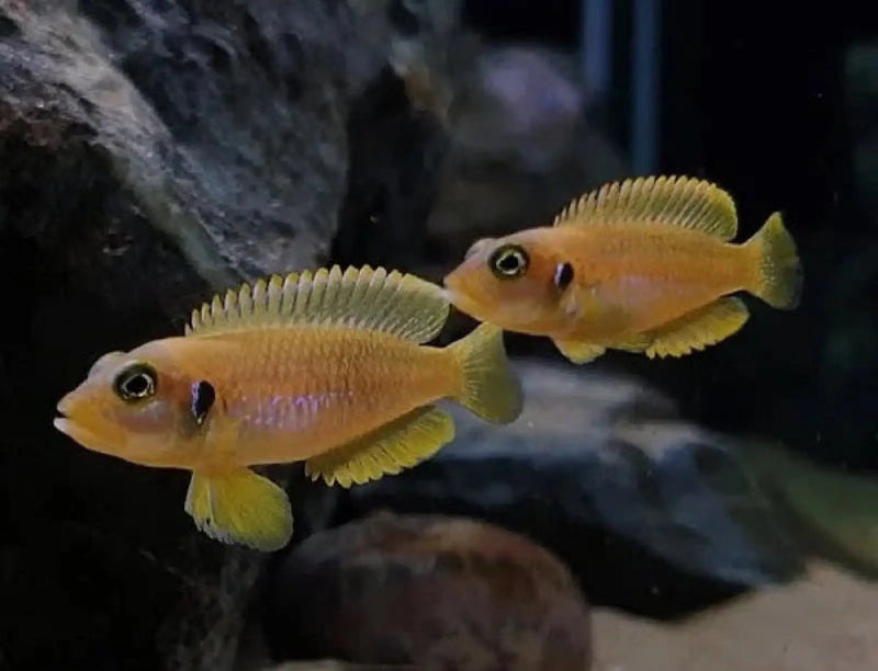 Gold Ocellatus Shell Dweller - Topick Aquarium