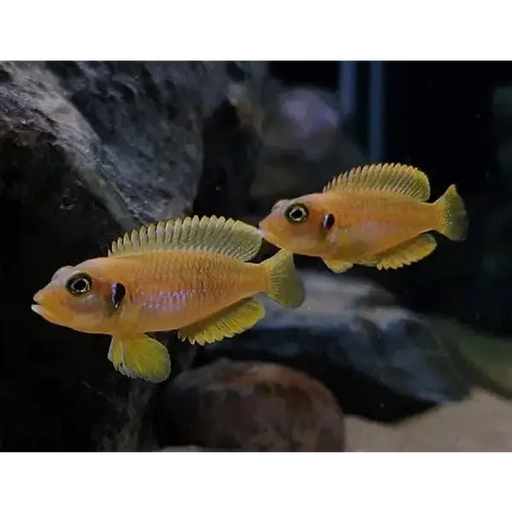 Gold ocellatus - single (~4cm) - livestock