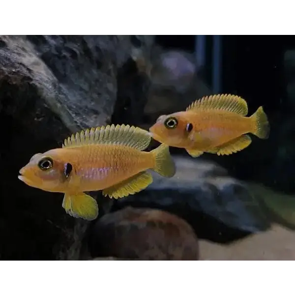 Gold ocellatus - single (~4cm) - livestock