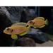 Gold ocellatus - single (~4cm) - livestock