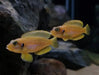 Gold ocellatus - single (~4cm) - livestock