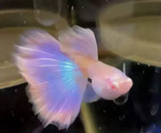 Gold Pink Guppy - Topick Aquarium Canada