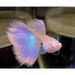 Gold pink guppy - pair - livestock