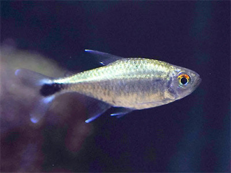 Gold tetra - livestock