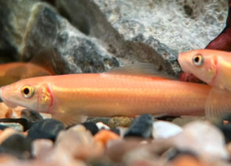 Golden Algae Eater - Topick Aquarium Canada