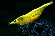Golden back yellow shrimp - livestock