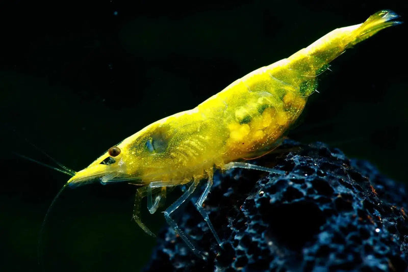 Golden back yellow shrimp - livestock