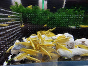Golden back yellow shrimp - livestock