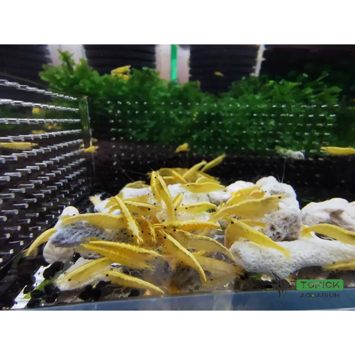 Golden back yellow shrimp - livestock