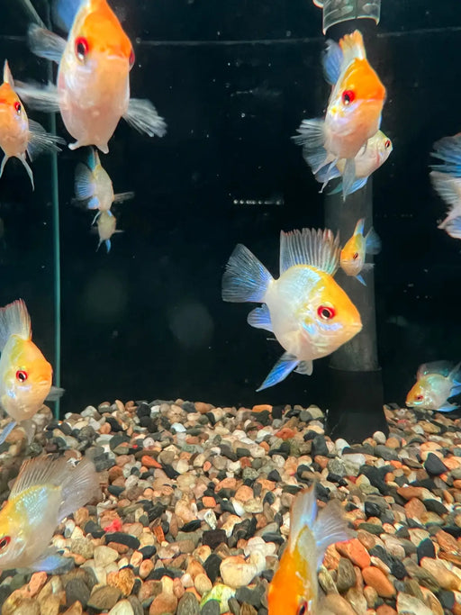 Golden balloon ram - electric - livestock