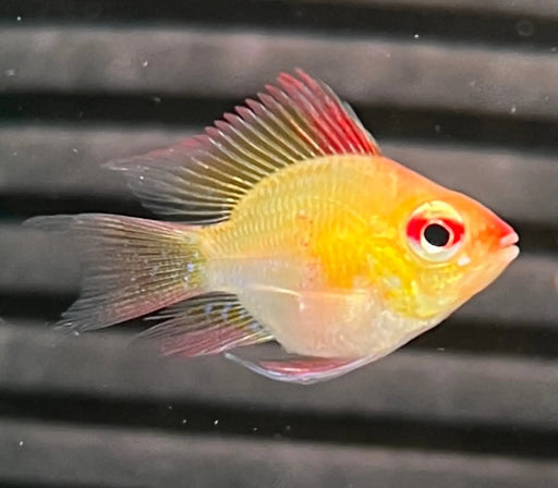 Golden balloon ram - livestock