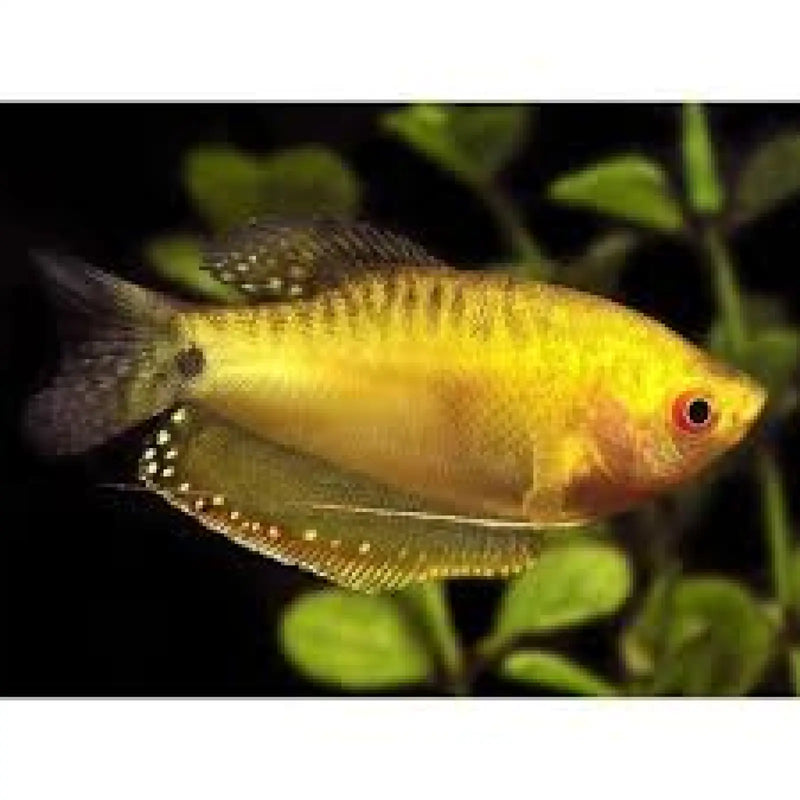 Golden Gourami - Topick Aquarium