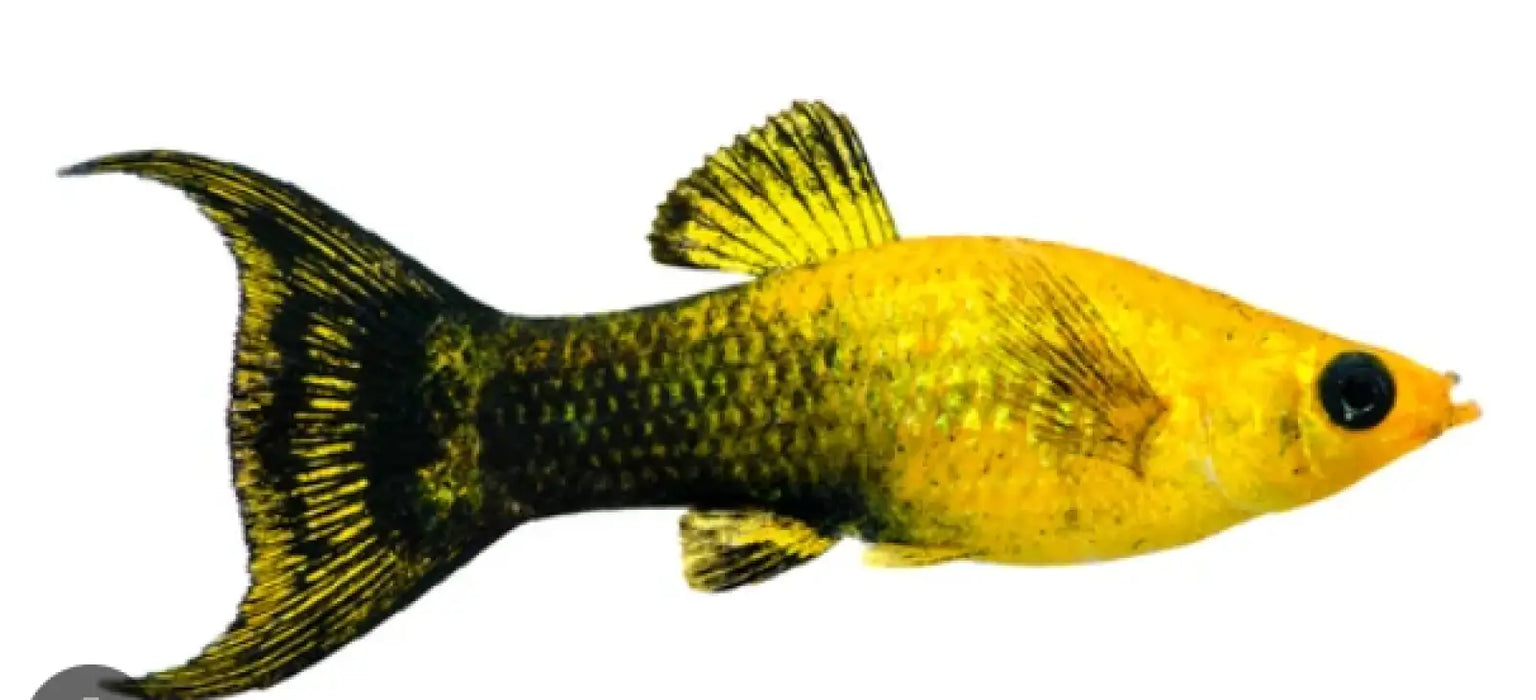 Goldust lyretail molly - livestock