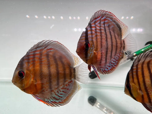 Green discus (wild)