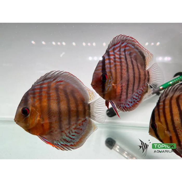 Green discus (wild)