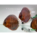 Green discus (wild)